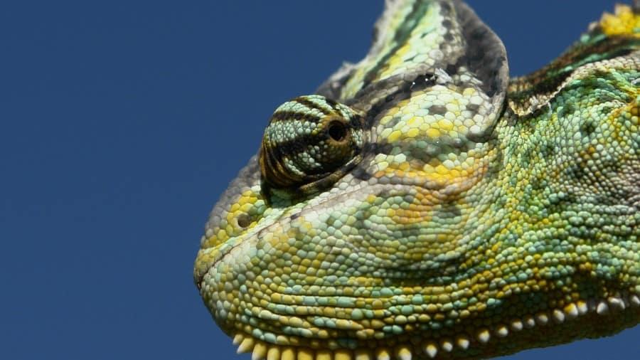 Why Do Chameleons’ Eyes Rotate?