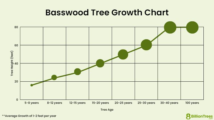 Basswood tree growth chart