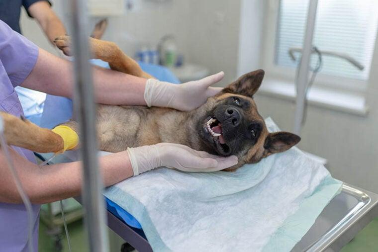 dog ongoing spaying surgery