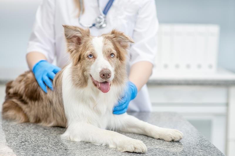 veterinarian checking up of an Australian shepherd dog at a clinic