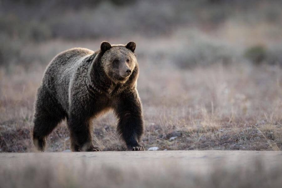 grizzly bear standing on all four legs