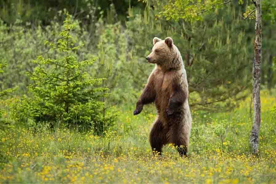 bear standing alone