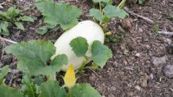 How to Determine If a Spaghetti Squash is Ripe
