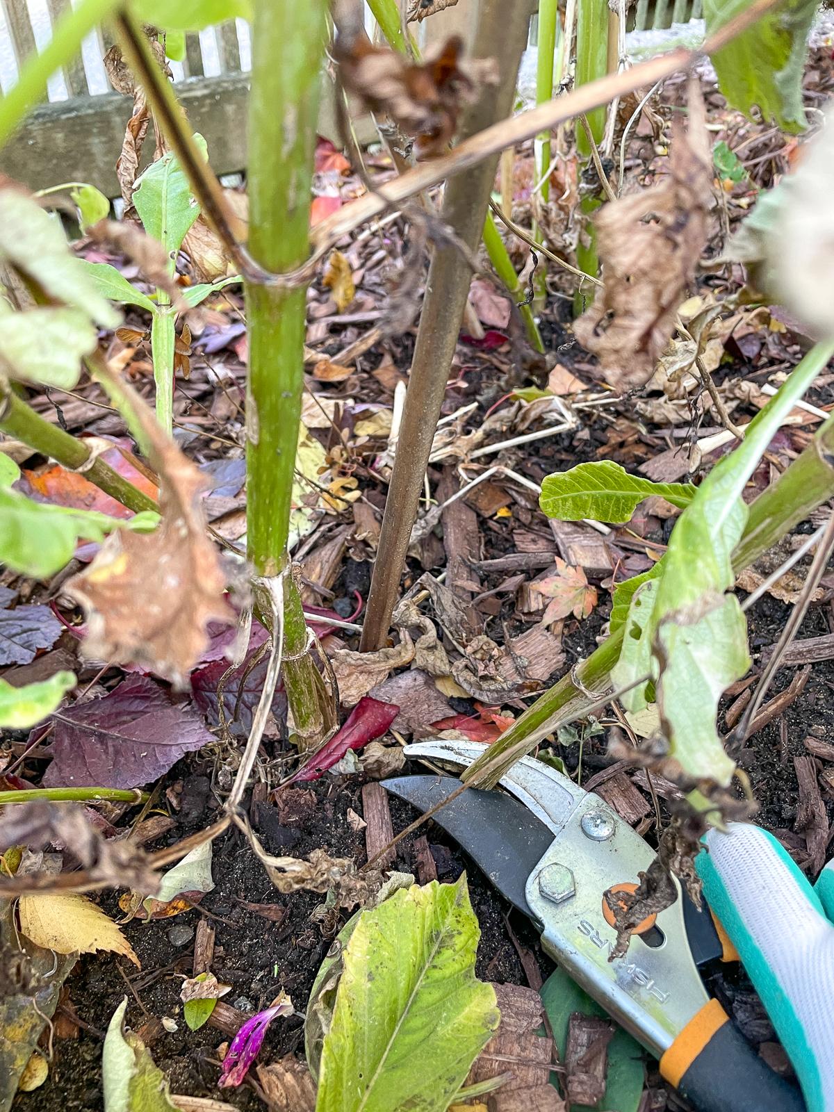 cutting dahlia stems before digging up tubers