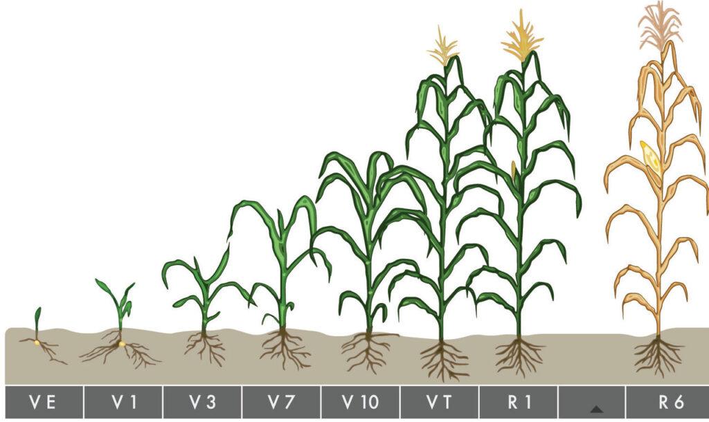 Corn growth stages