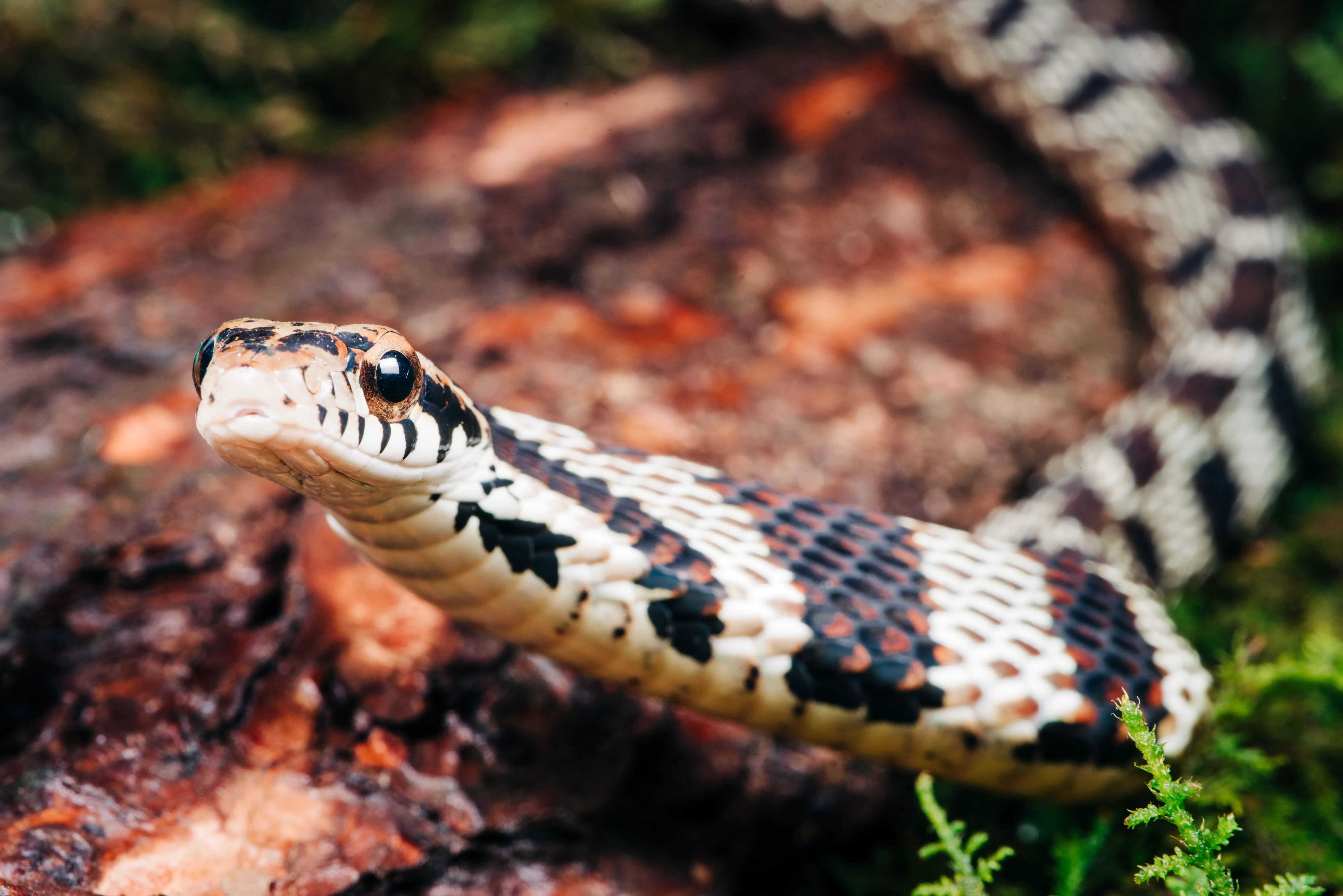 What Does It Mean To Dream About Snakes Attacking?