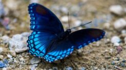 What Does It Signify When a Butterfly Perches On You?