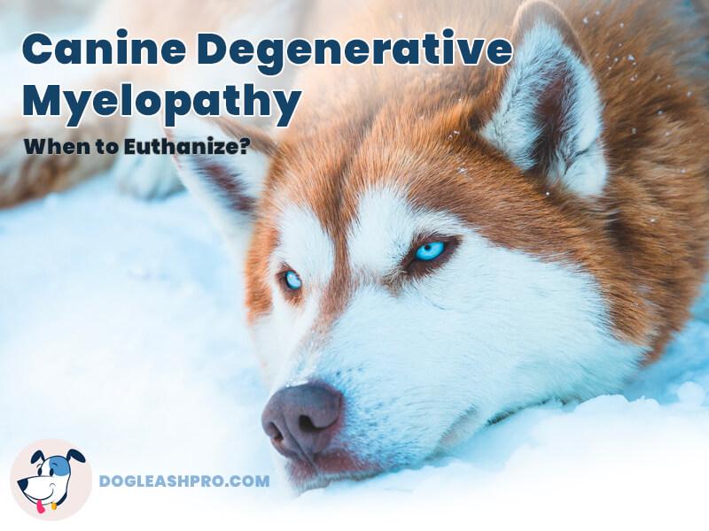 canine-degenerative-myelopathy when to euthanize