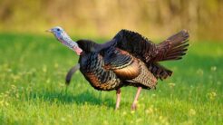 When to Start Calling Turkeys in the Morning