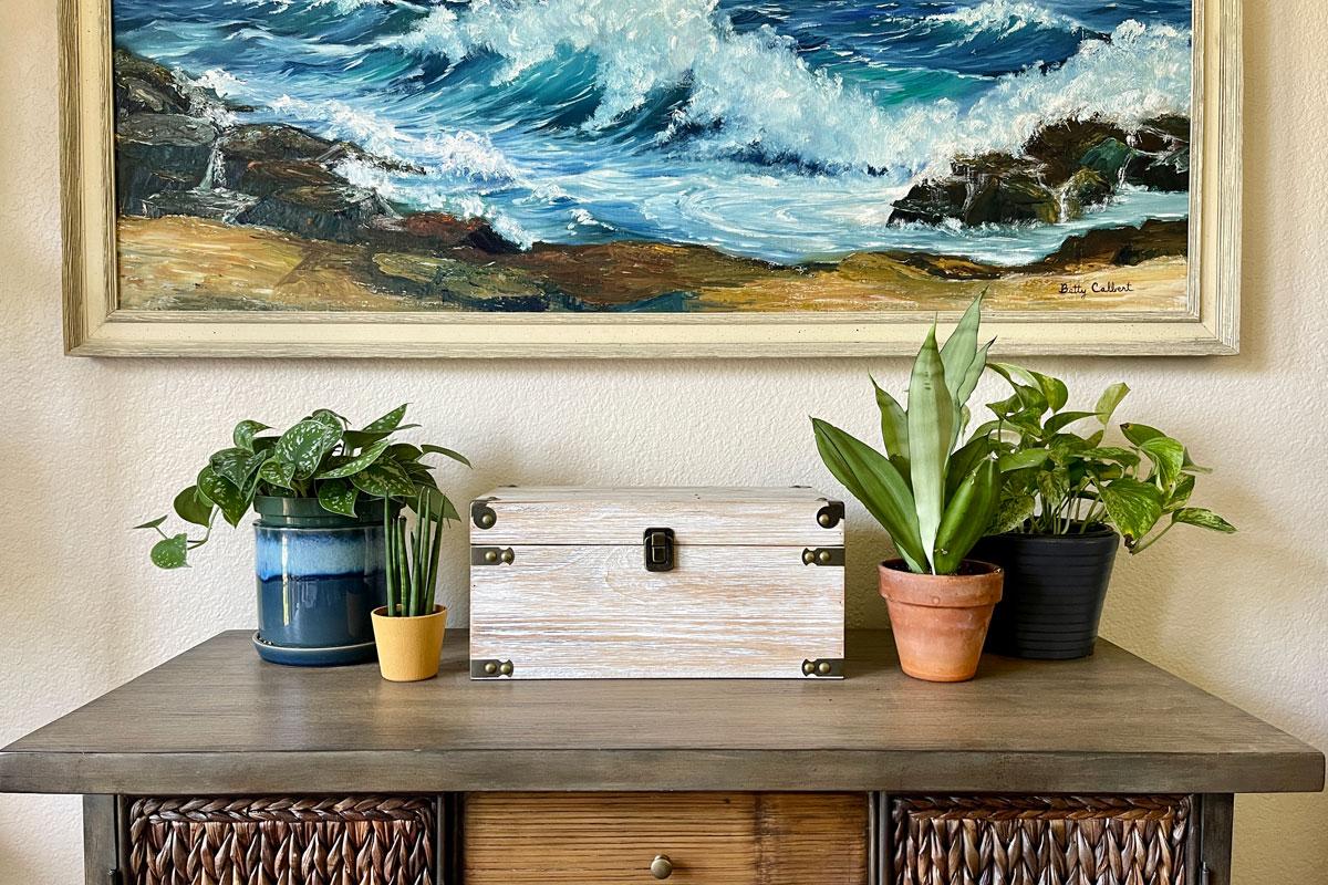 A photo of various plants including snake plant in a home office