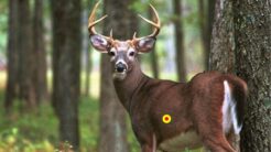 Choosing the Right Shot Placement for Deer Hunting with a Crossbow