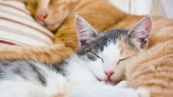 Why Do Cats Cover Their Faces When They Sleep?