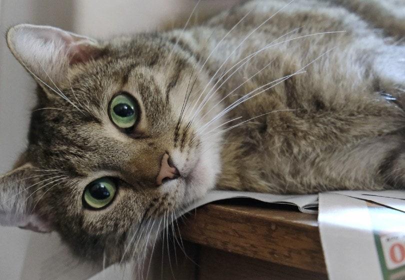 tabby cat with green eyes lying on the table
