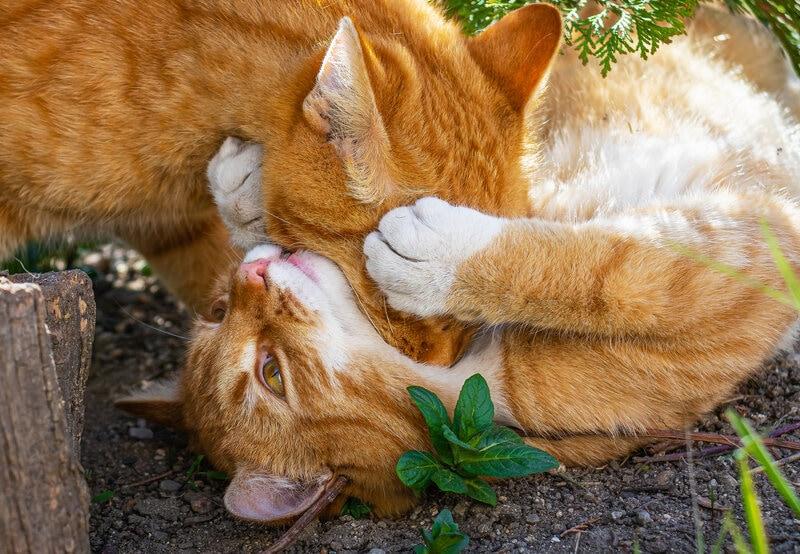 Two ginger cats biting neck, dominance, submission