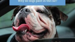 Why Is My Dog Panting In The Car