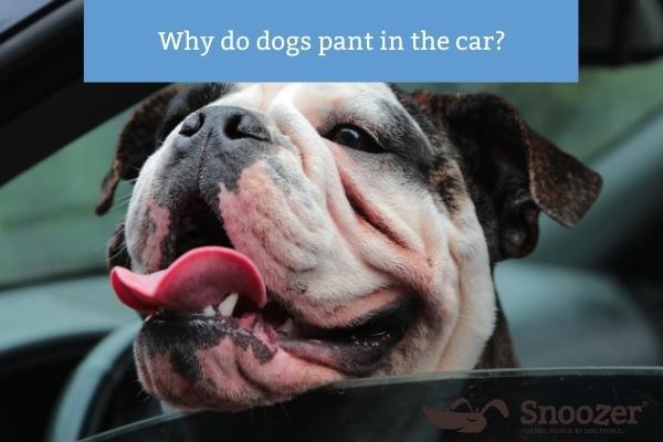 Snoozer-why-do-dogs-pant-in-the-car-Blog Image- 400x600
